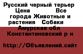 Русский черный терьер › Цена ­ 35 000 - Все города Животные и растения » Собаки   . Амурская обл.,Константиновский р-н